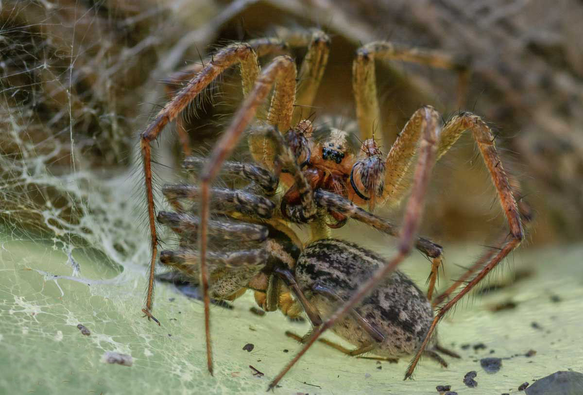 Spiders mating game--5.jpg