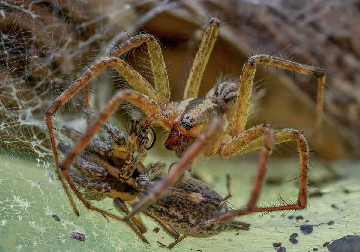 Spiders mating game4.jpg