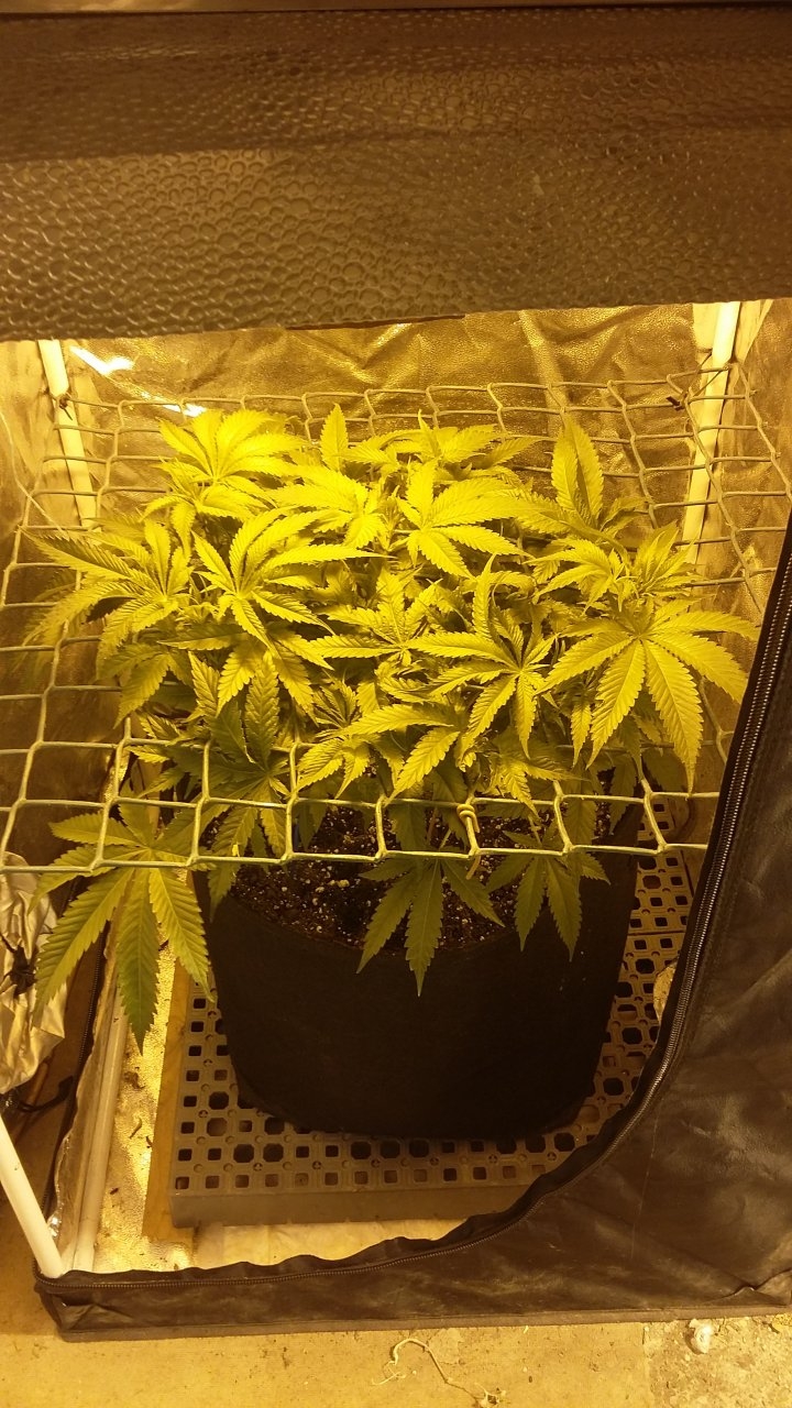 Spike filling that scrog