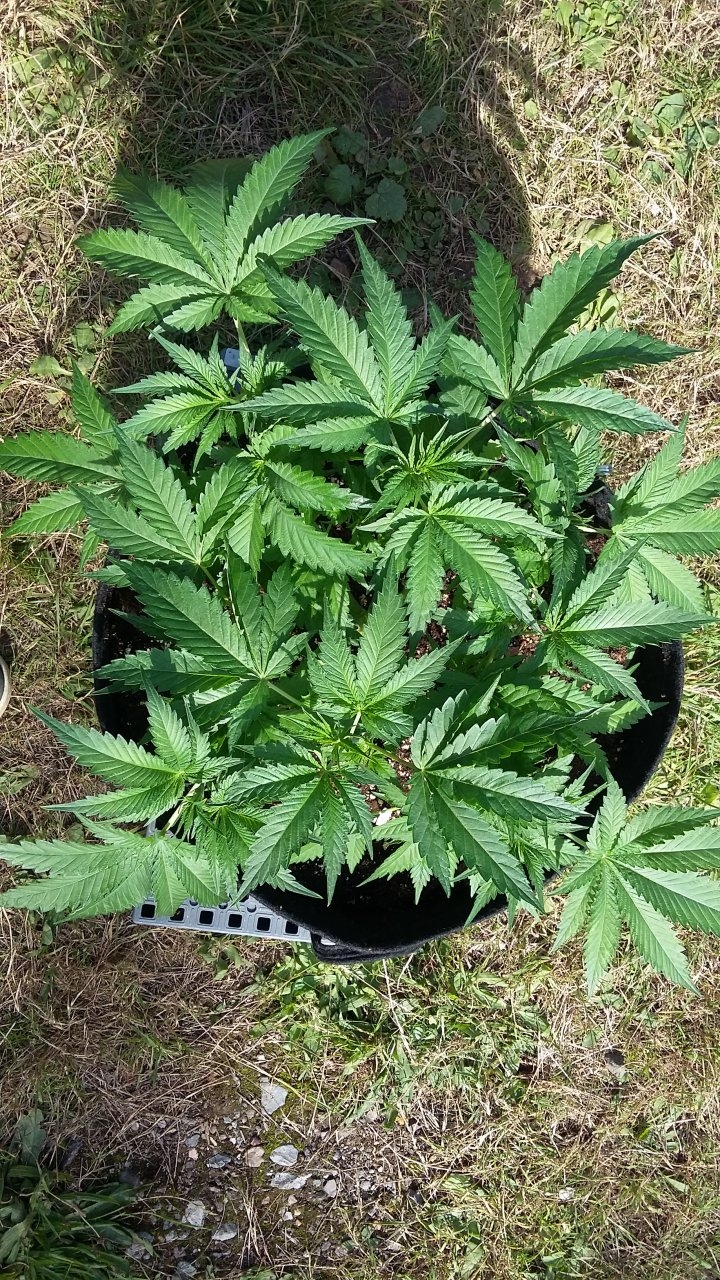 Spike pre trim and crop.jpg