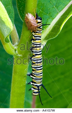 spined-soldier-bug-podisis-spp-feeding-on-dead-monarch-danaus-plexippus-a41g7w.jpg