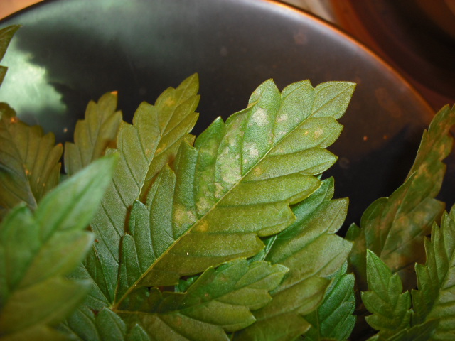 spots on leaves