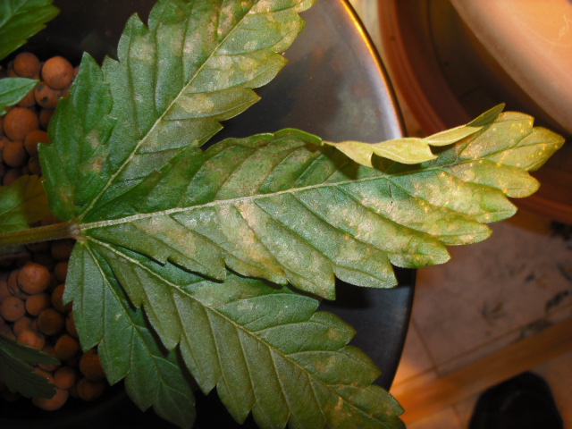 spots on leaves