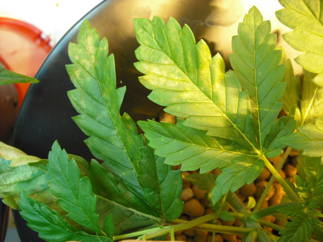 spots on leaves