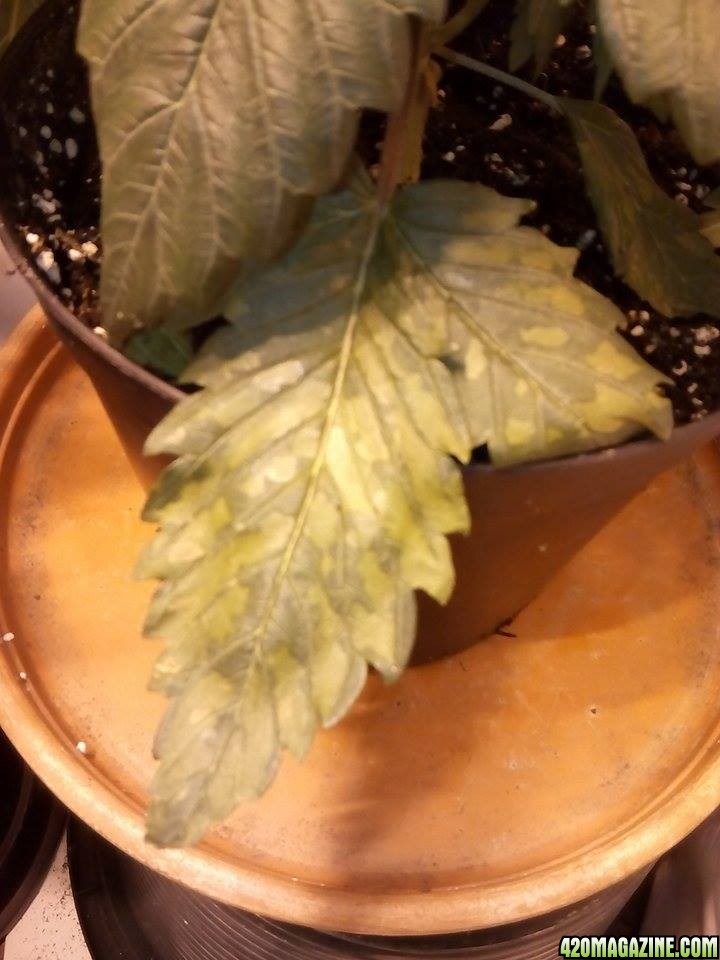 Spotted Leaves Problem help!