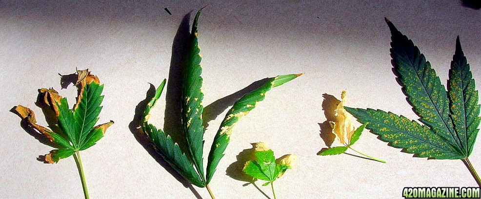 Spotty leaves, Yellow, Curls and dries to a crisp.