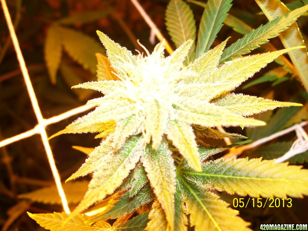 spring 2013 grow