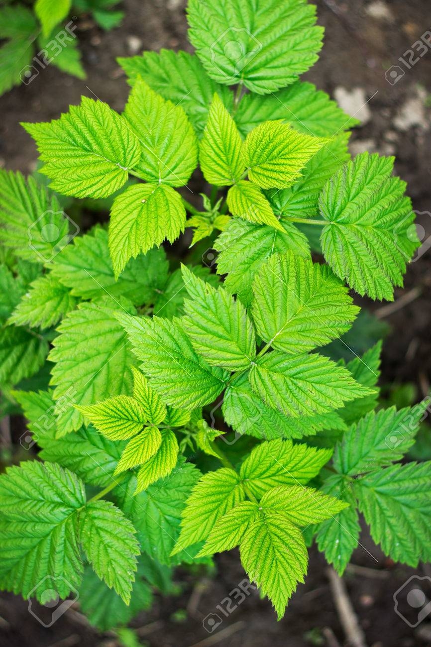 spring-bush-raspberry-bush-with-leaves-Stock-Photo.jpg