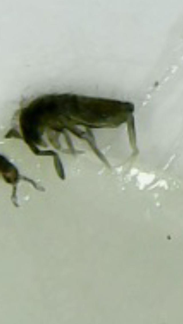 springtail.PNG