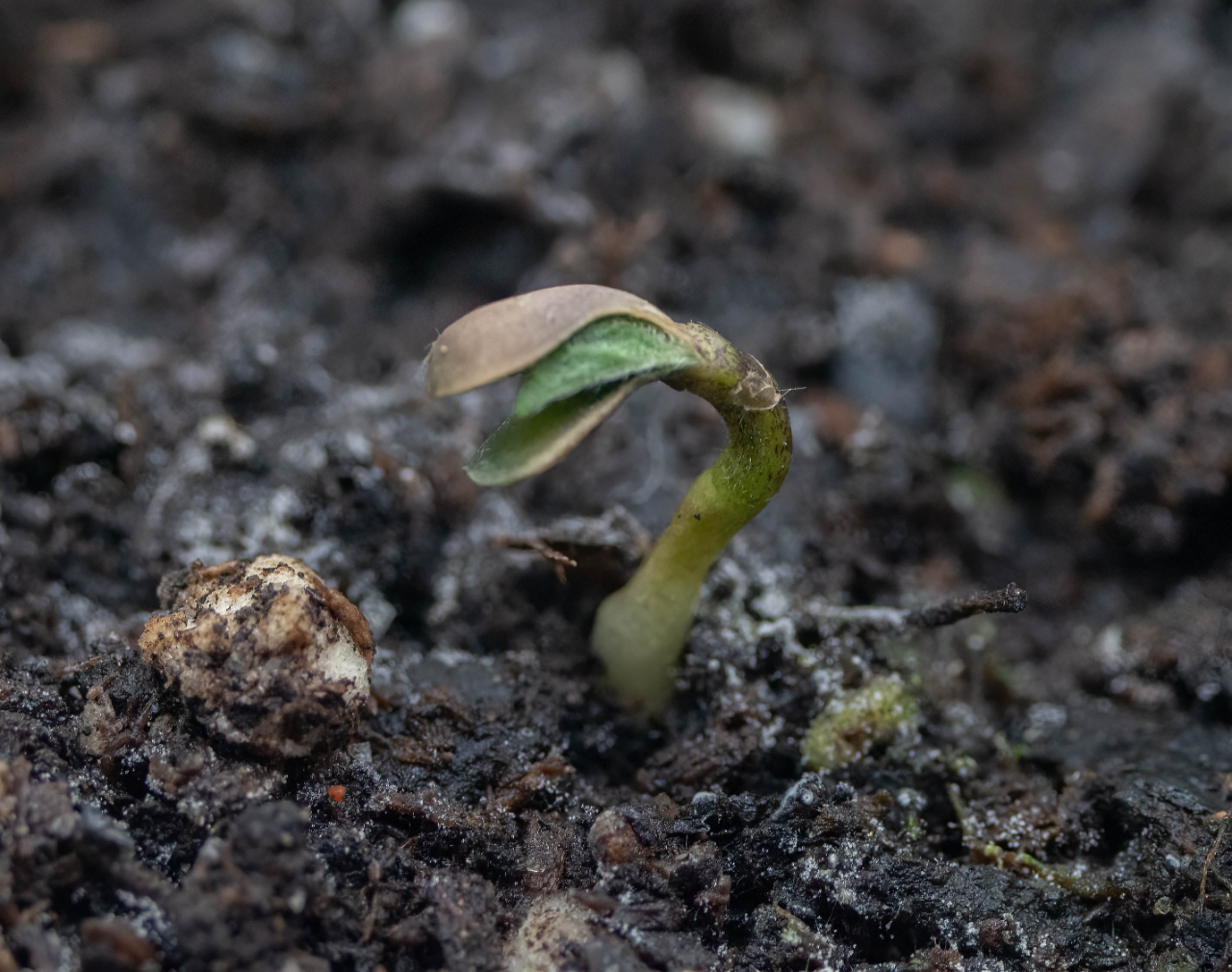 Sprout Murdered by overwatering.jpg