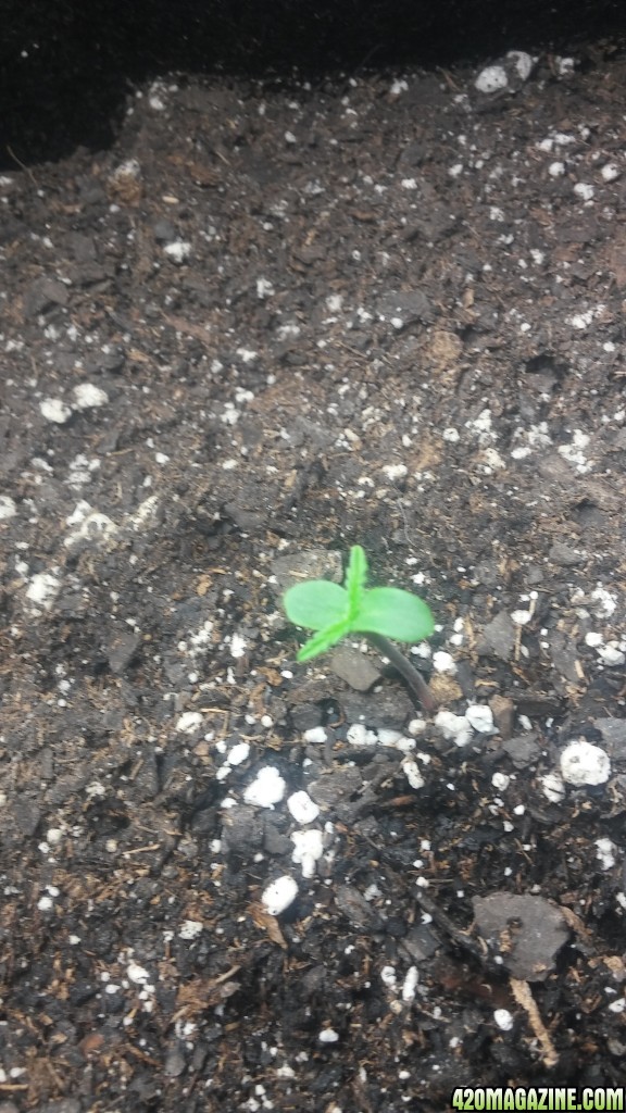 sprouted!!