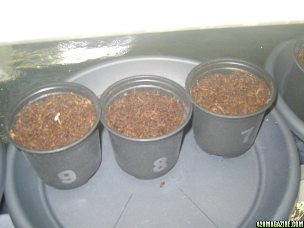 Sprouting  1-10 (right to left) :)