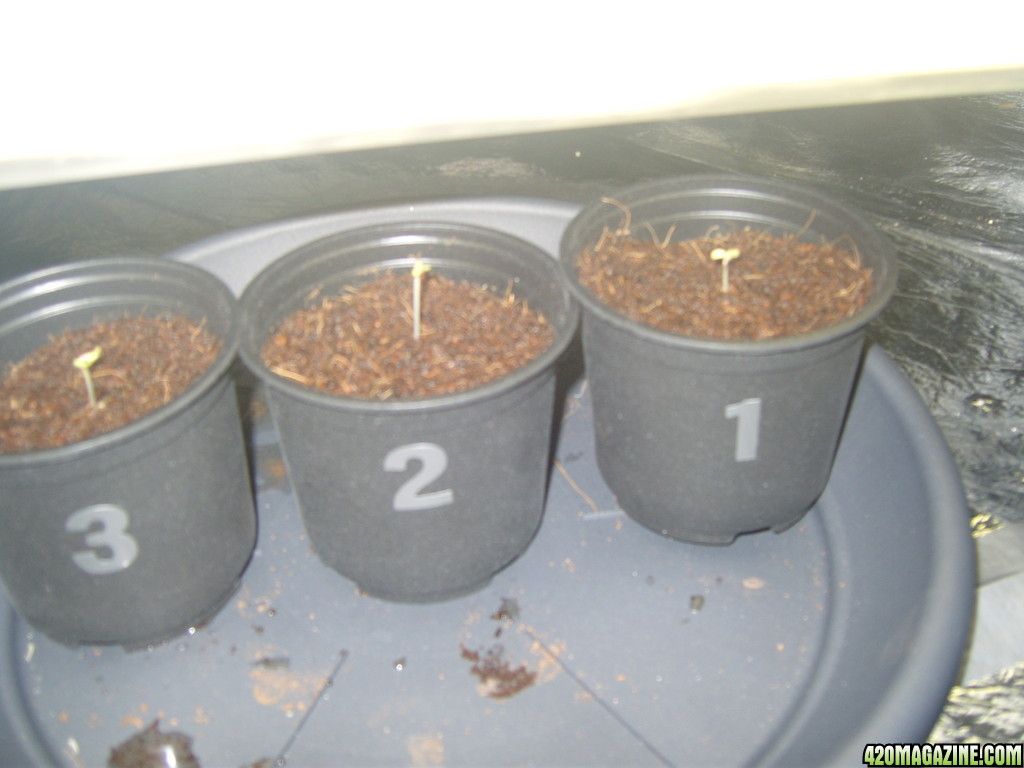 Sprouting  1-10 (right to left) :)