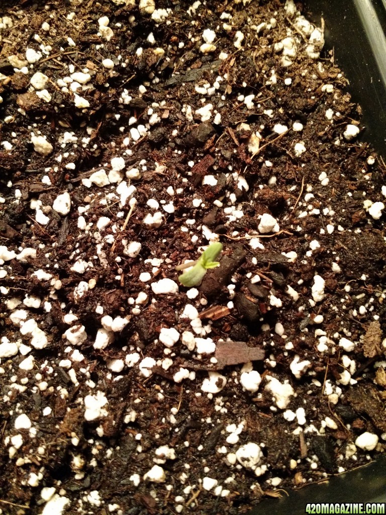 sprouting