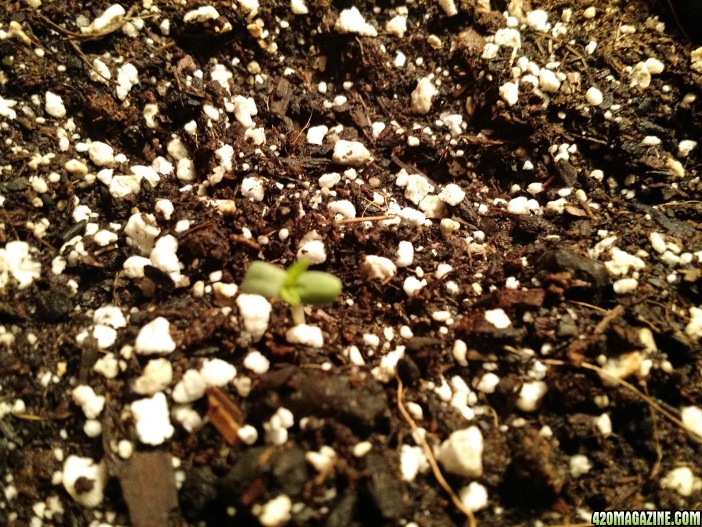 sprouting