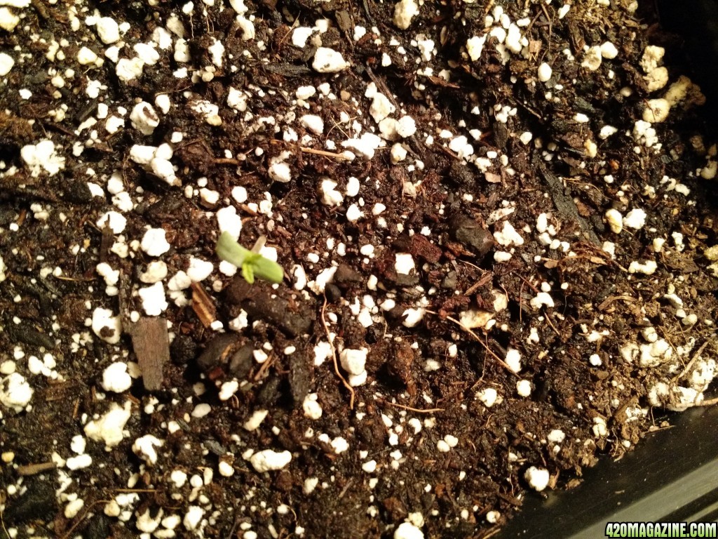 sprouting