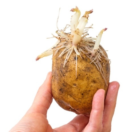 sprouting_potato_m4.jpg