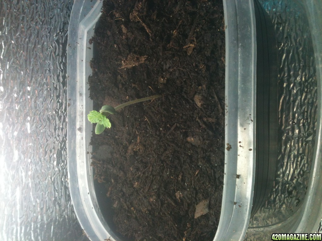 sproutling day 5