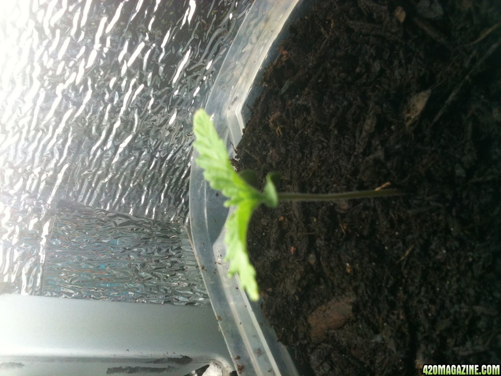 sproutling day 7