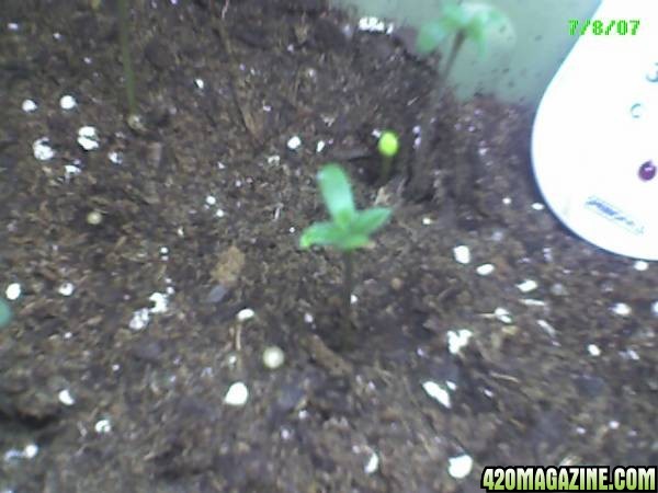 Sprouts 5 days old