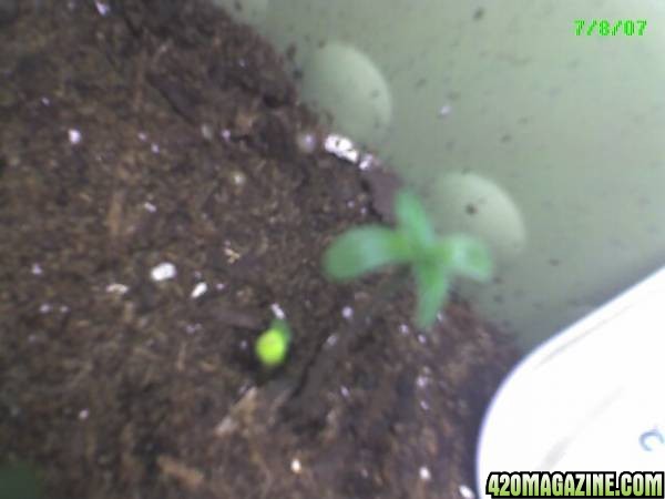 Sprouts 5 days old