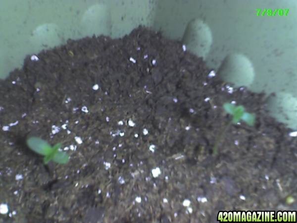 Sprouts 5 days old