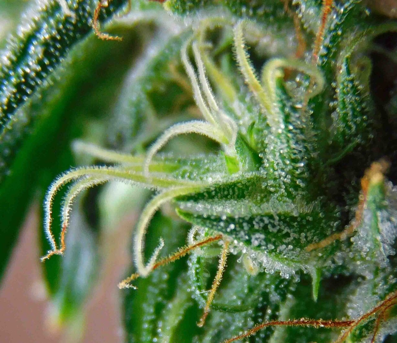 SSH pistils 1.jpg