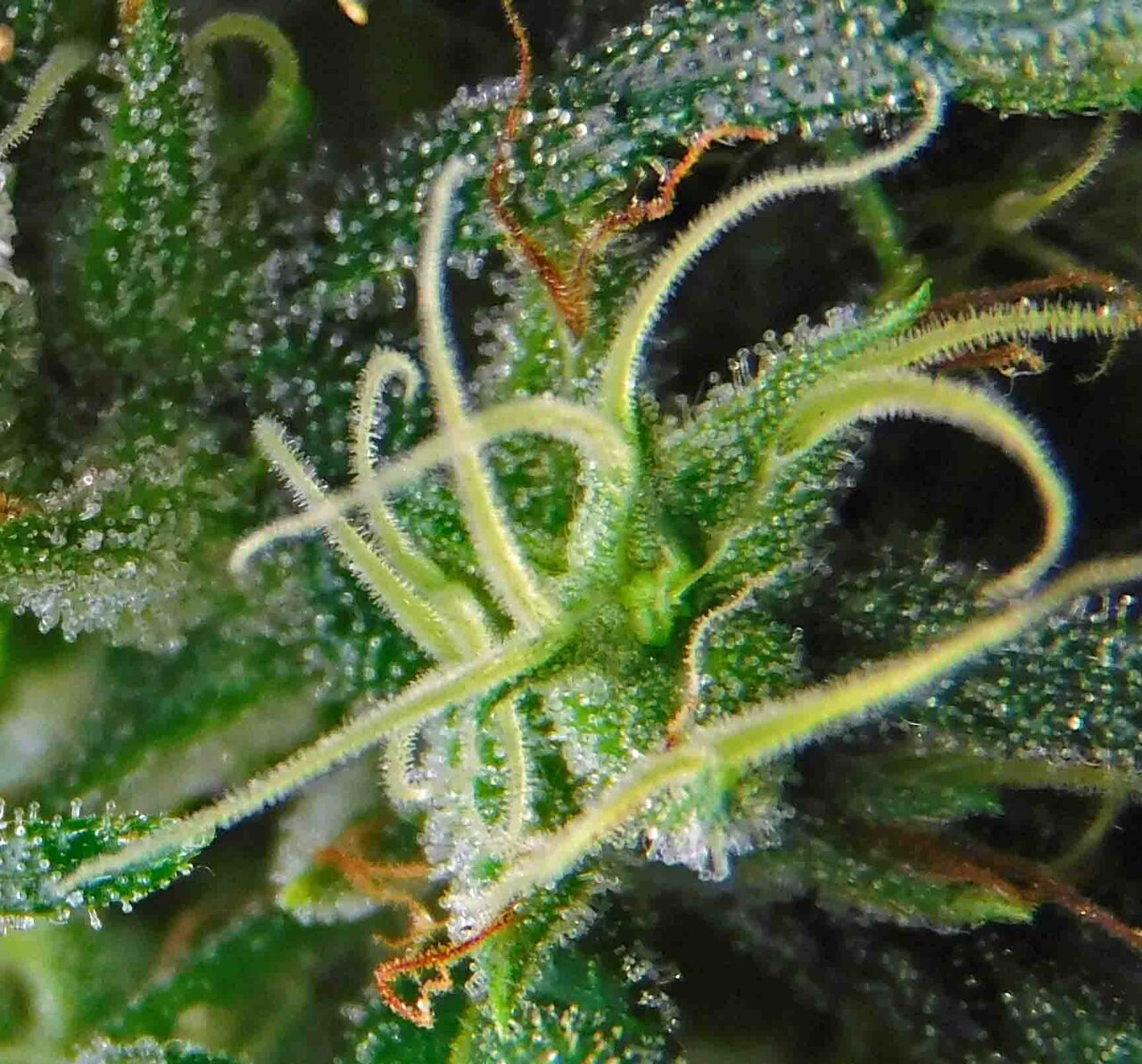 SSH pistils 2.jpg