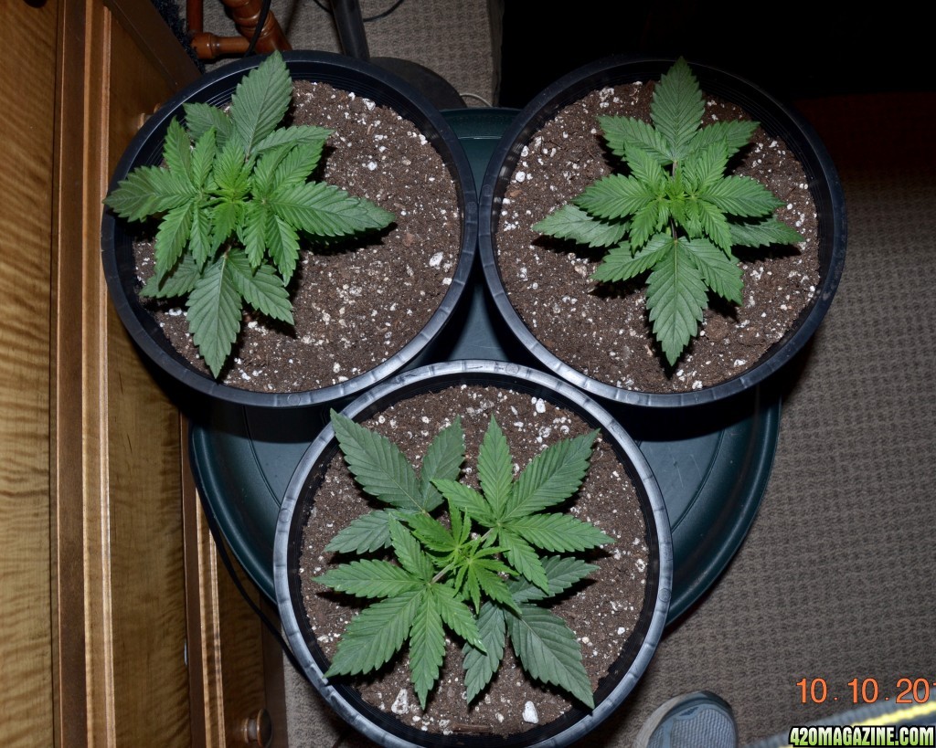 sssdh 16 days above soil