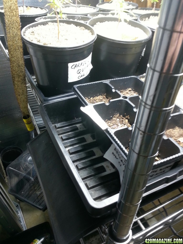 standard seedling trays