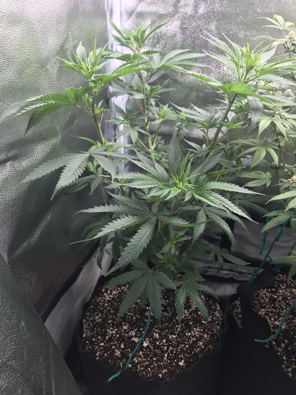 Stankberry #1 - 24 hours after transplant