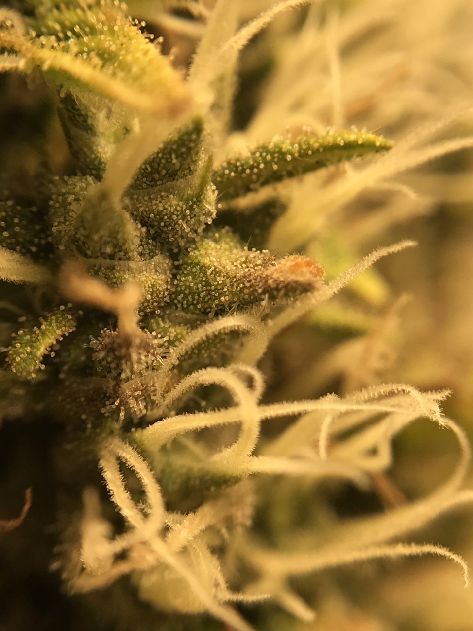 Stankberry #2 trichs