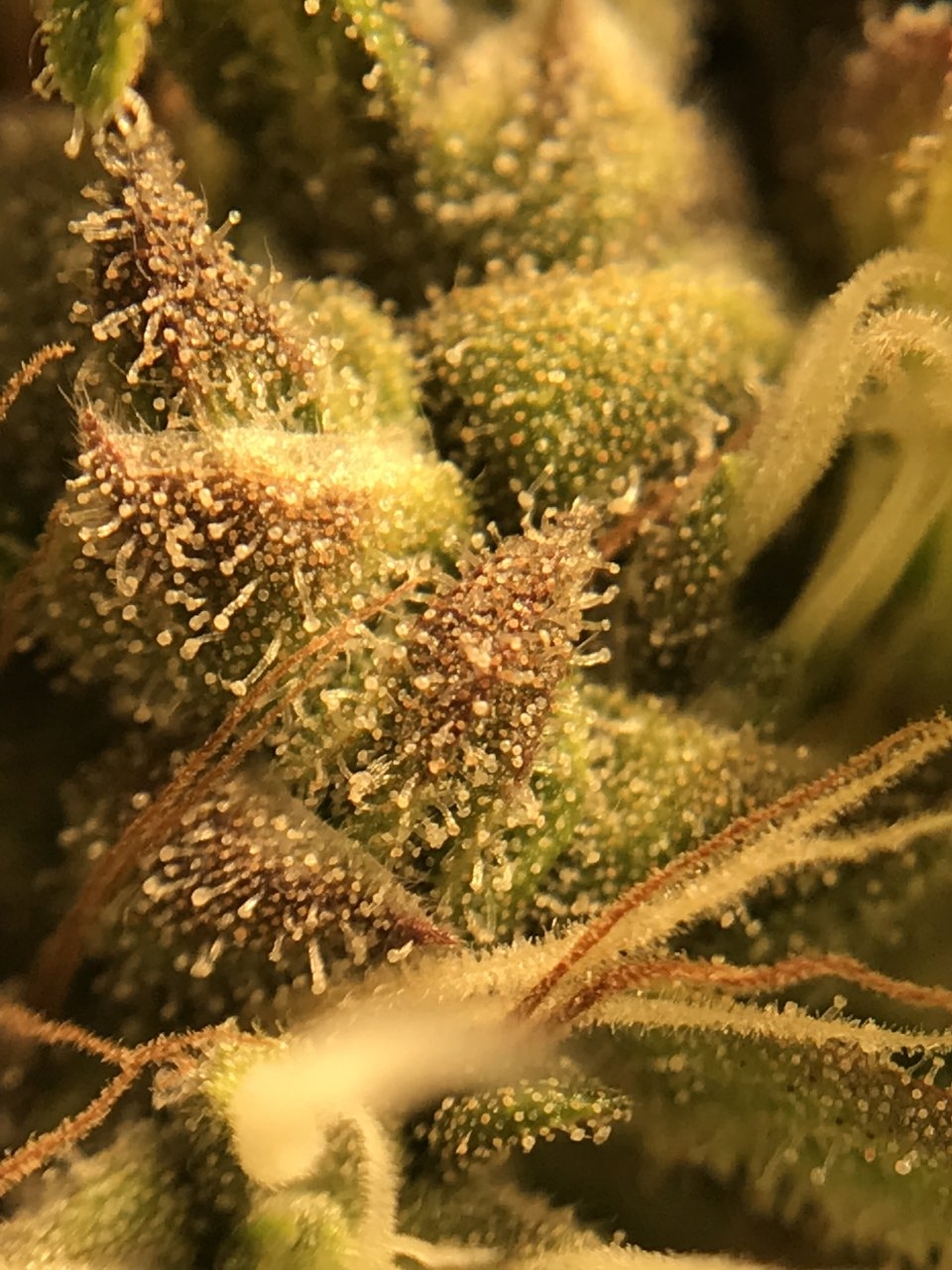 Stankberry #2 trichs