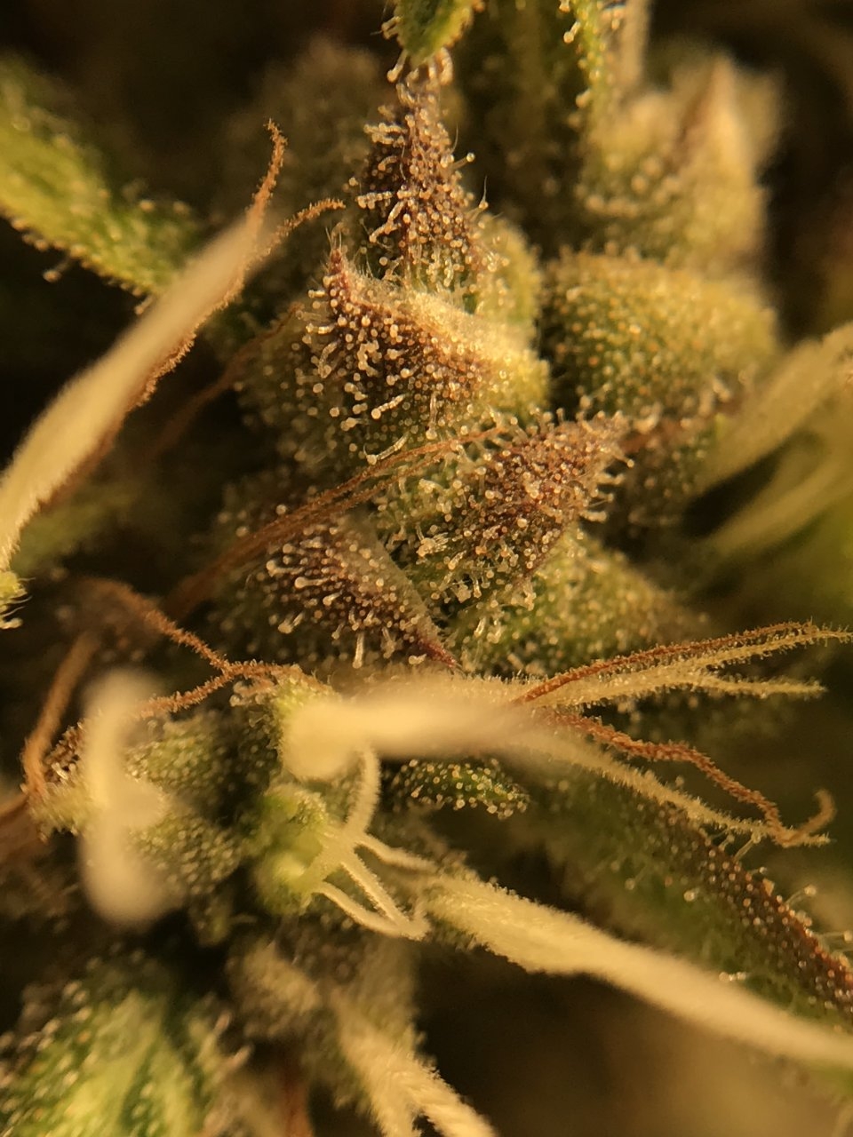 Stankberry #2 trichs