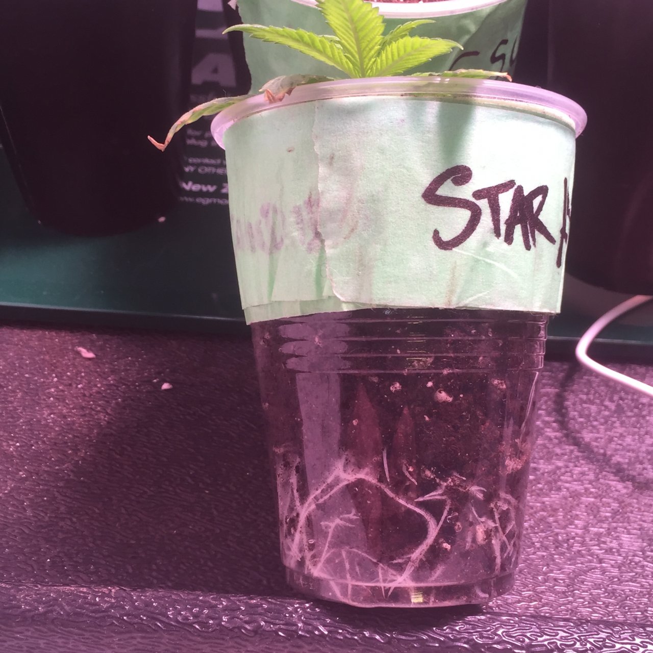 Star Killer OG