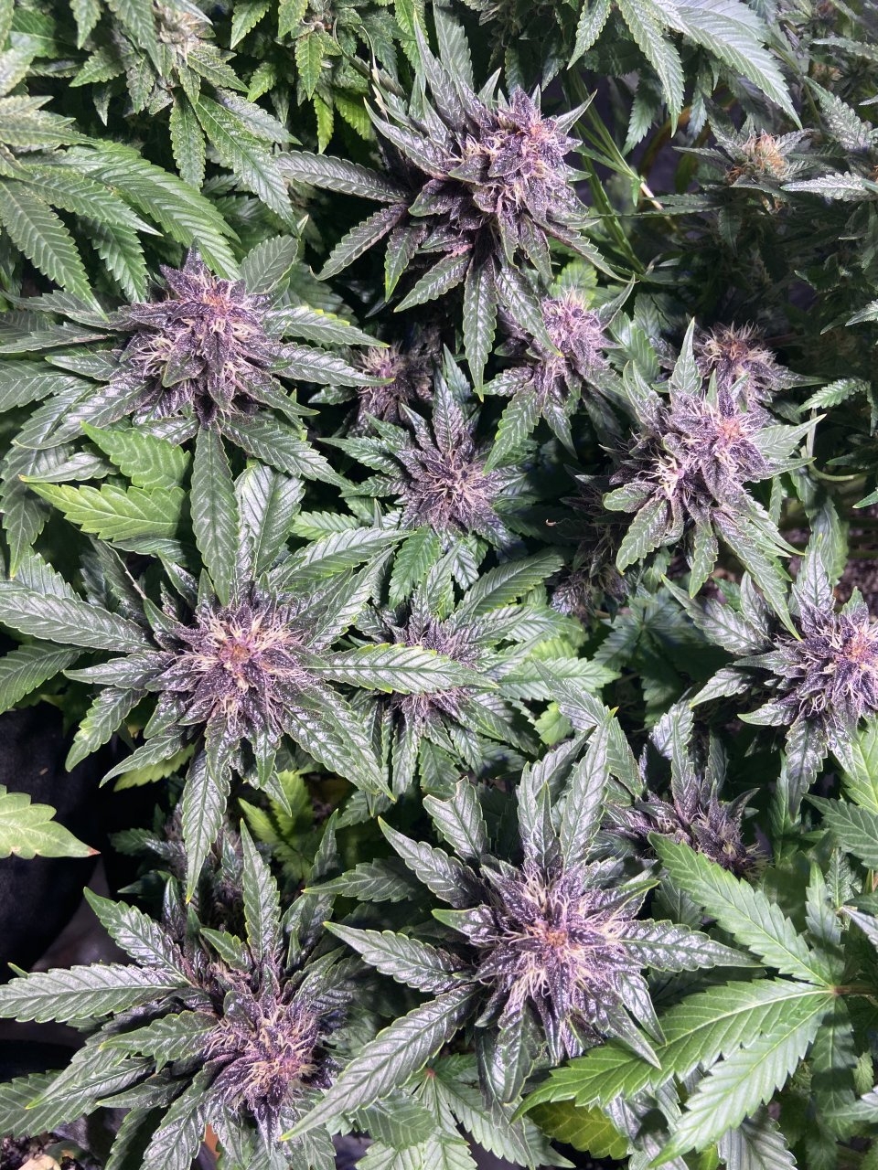 star pupil topped