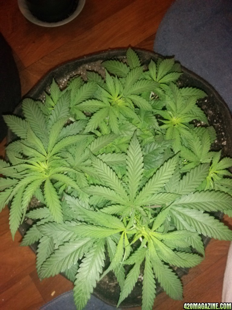 start of week 6 veg