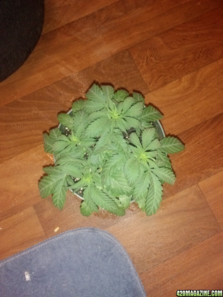 start of week 6 veg