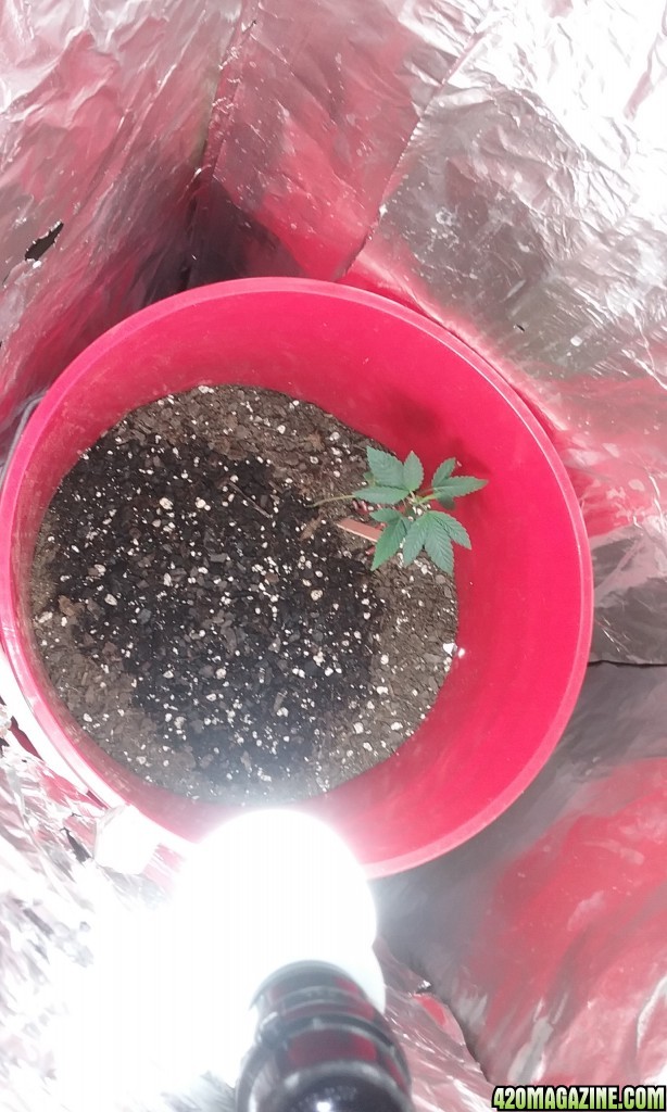 Starter Grow