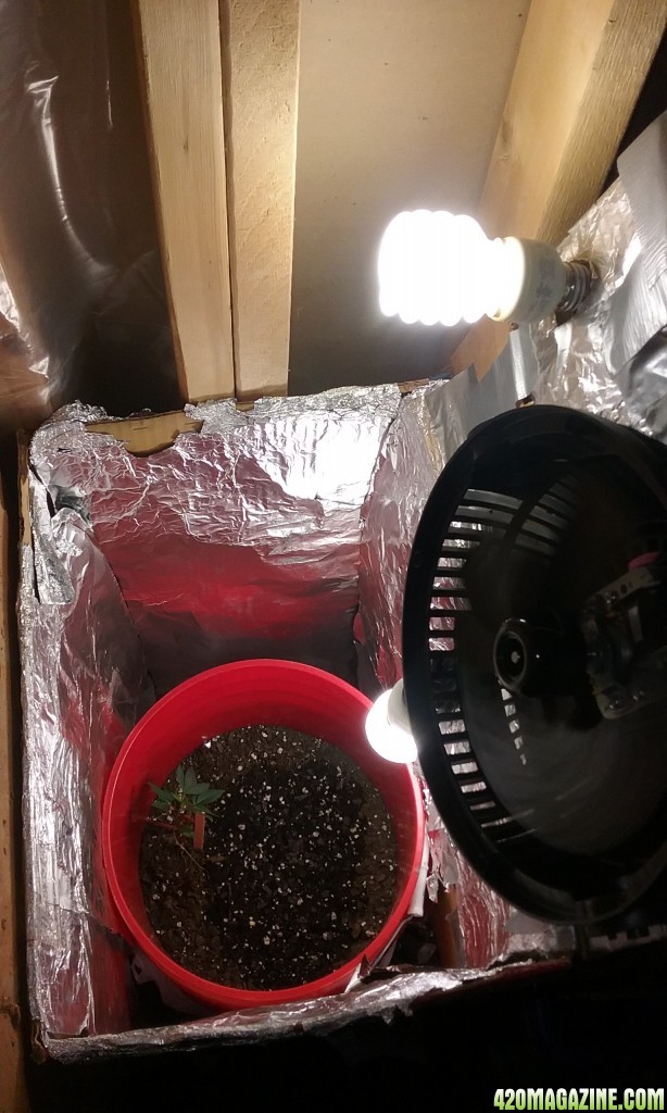 Starter Grow