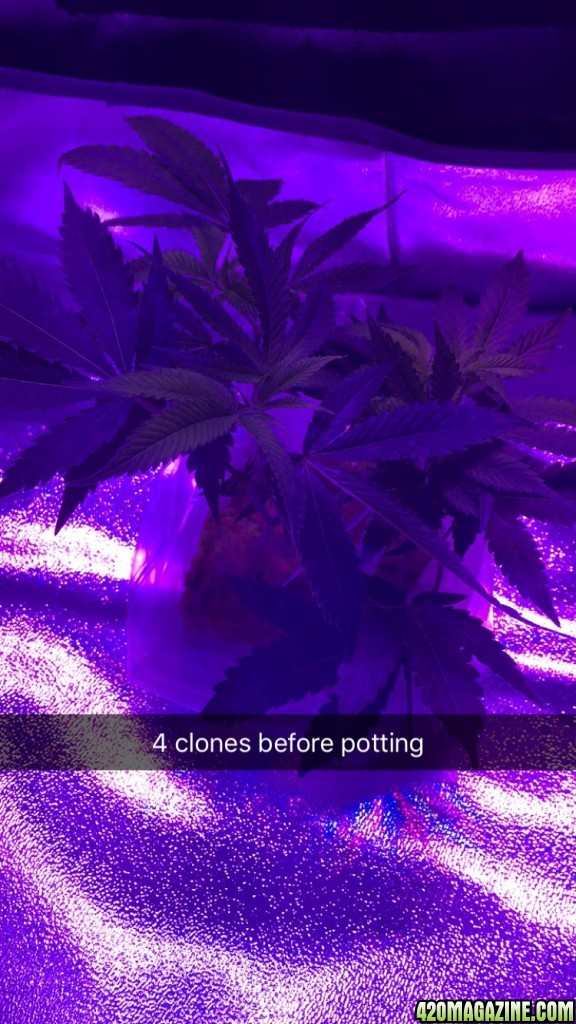 Starting my first grow :)