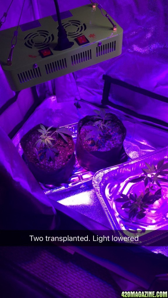 Starting my first grow :)