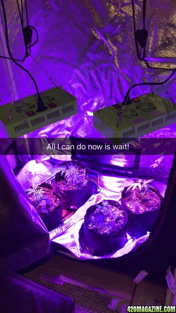 Starting my first grow :)