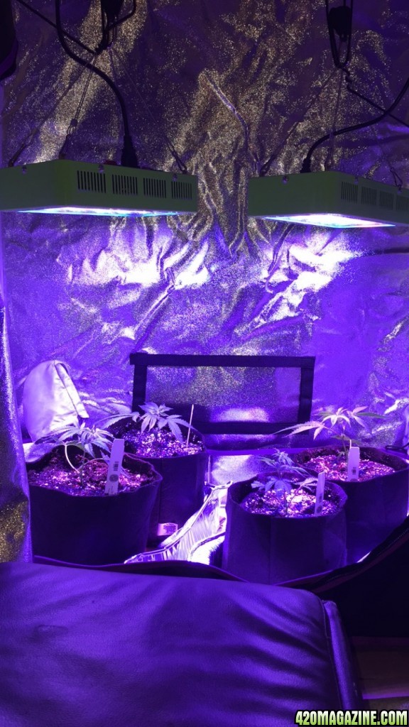 Starting my first grow :)