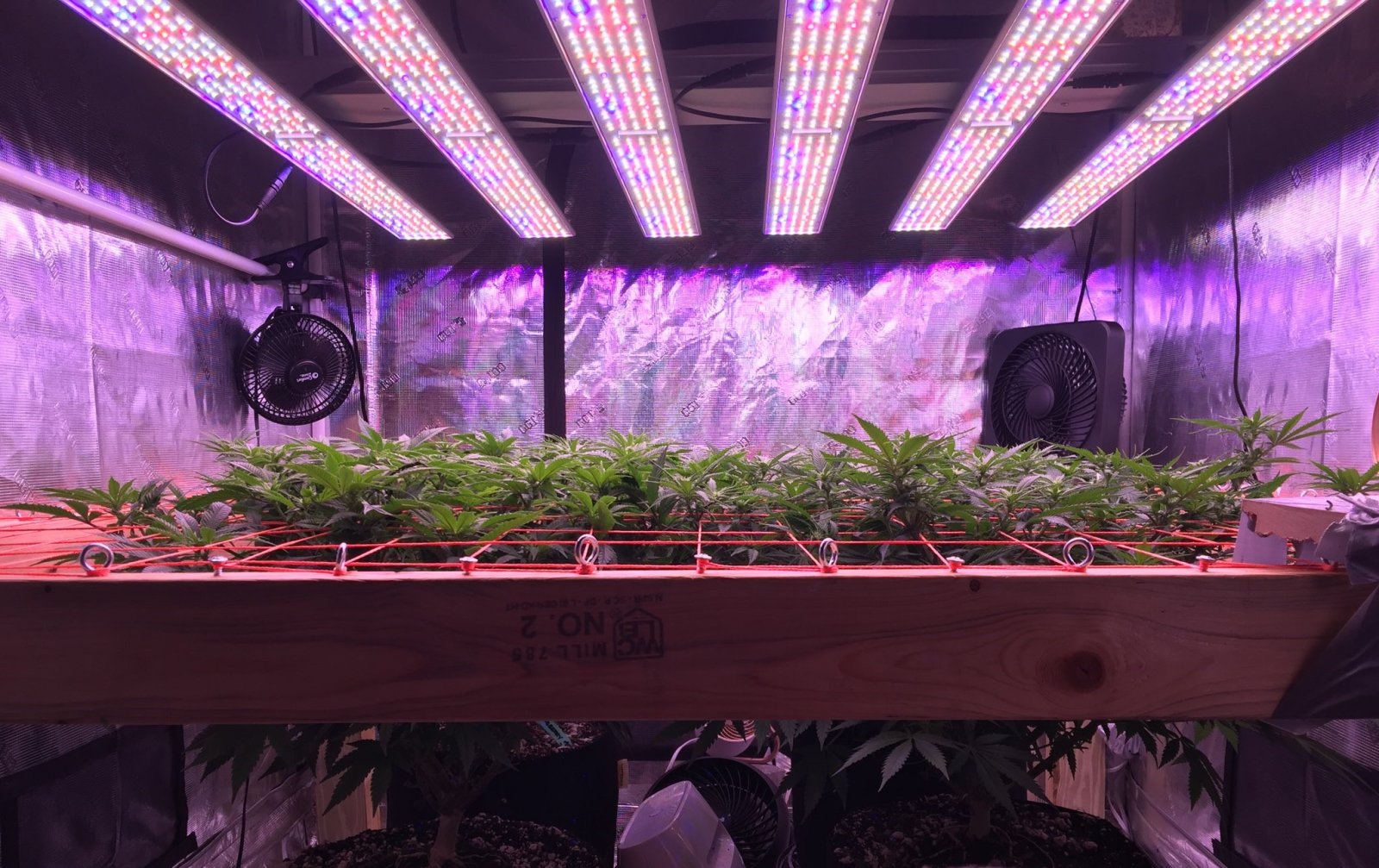 State of Play in the Scrog Today from Canopy Level.jpg