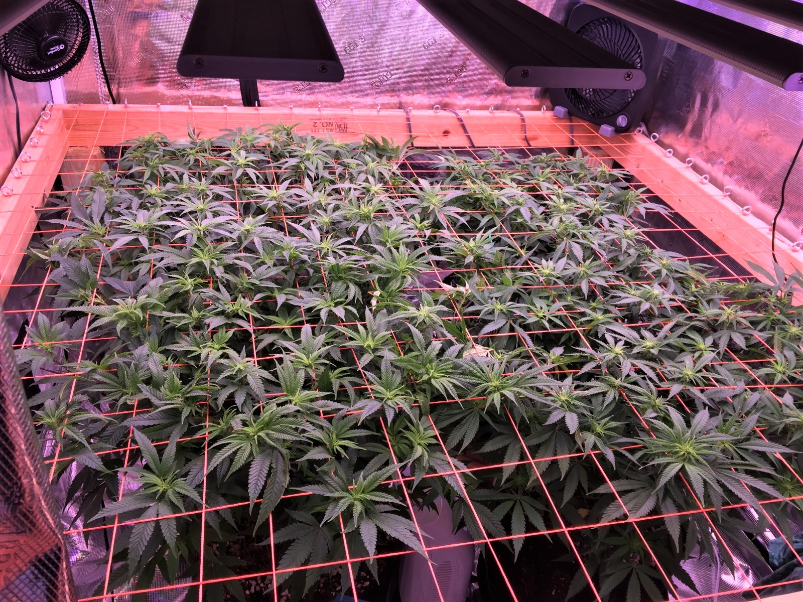 State of the Scrog.jpg