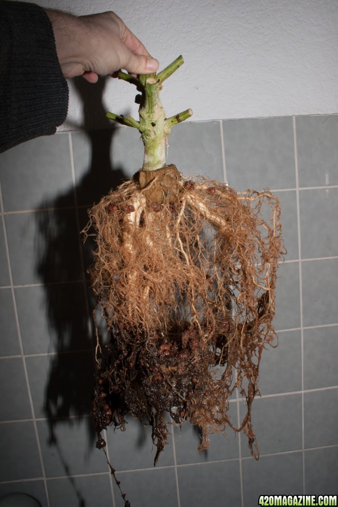 stem, rockwool and roots inside the basket