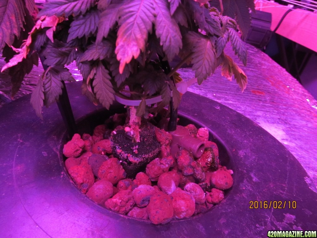 stem rot?