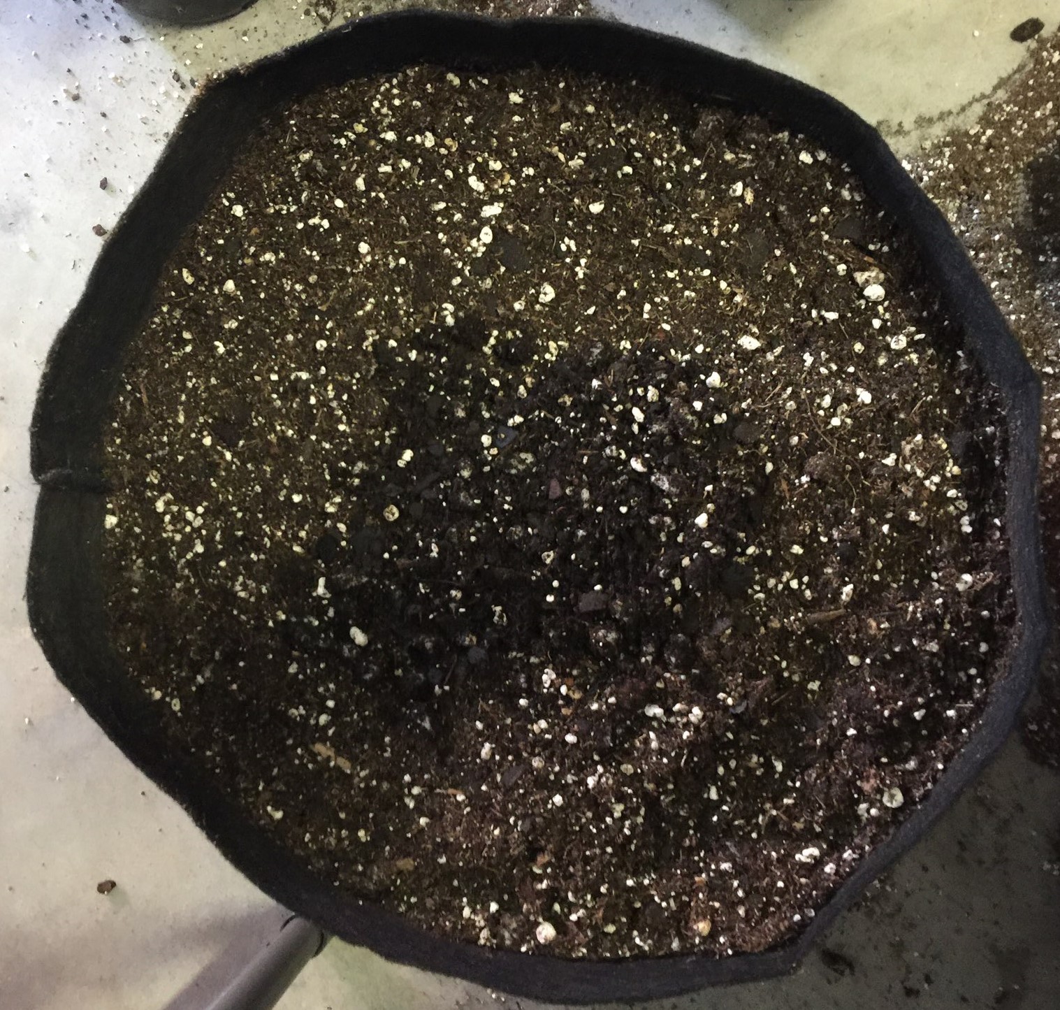 Step Five again fill hole with regular potting mix.jpg