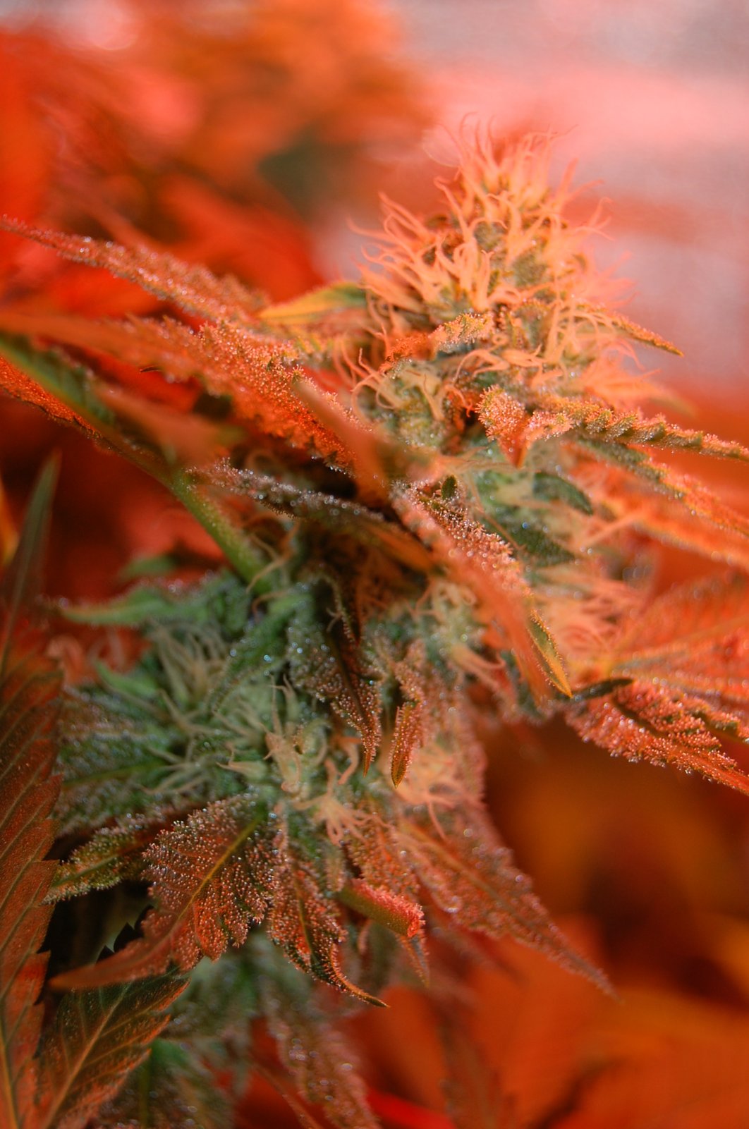 sticky-bud-pic.JPG